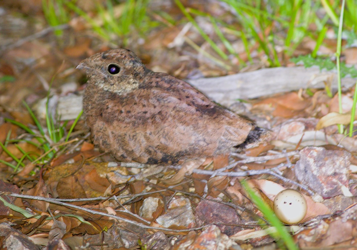 White-throated Nightjar - ML625861643