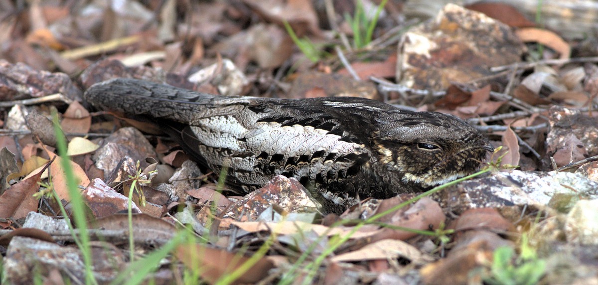 White-throated Nightjar - ML625861644