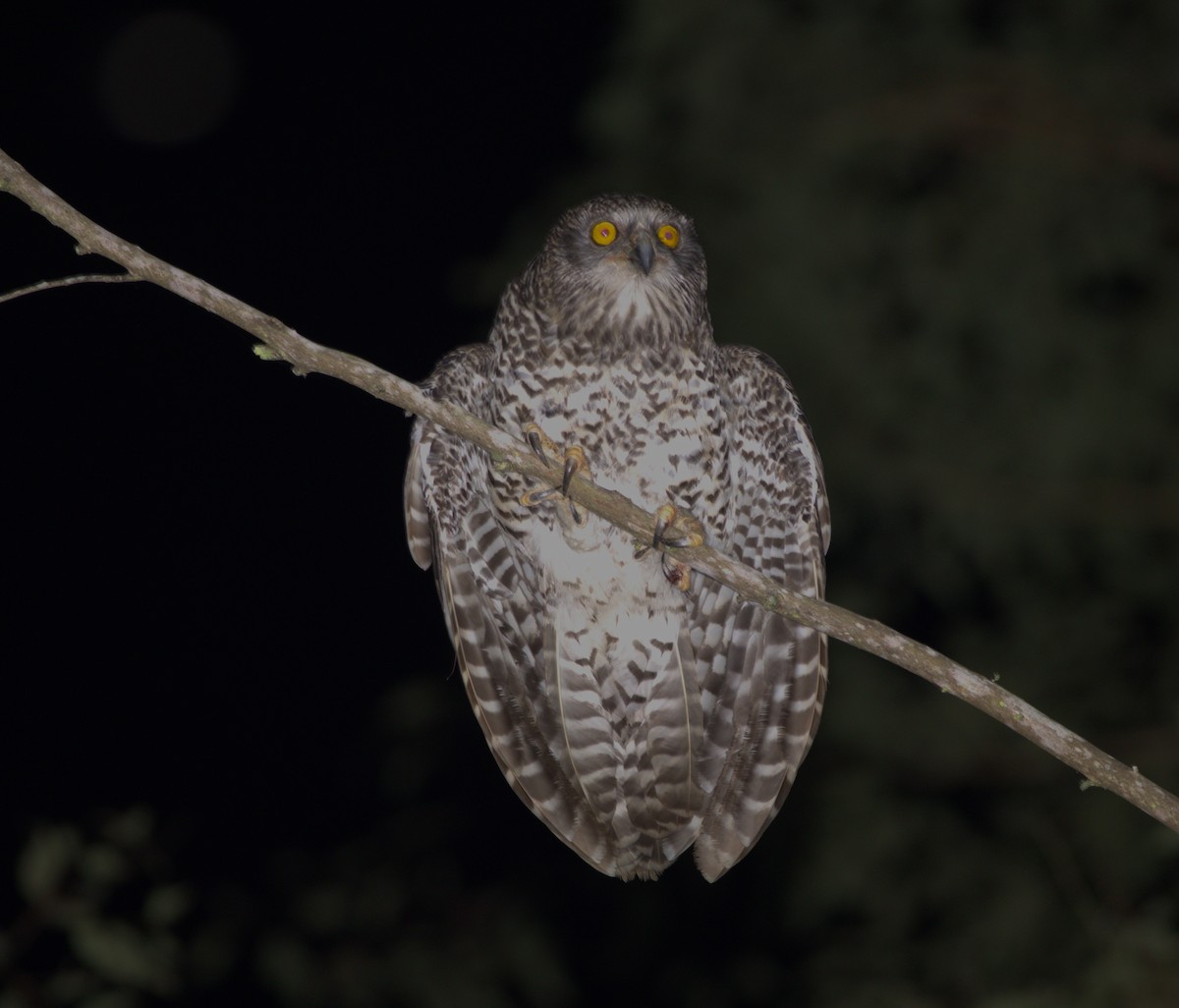 Powerful Owl - ML625861647