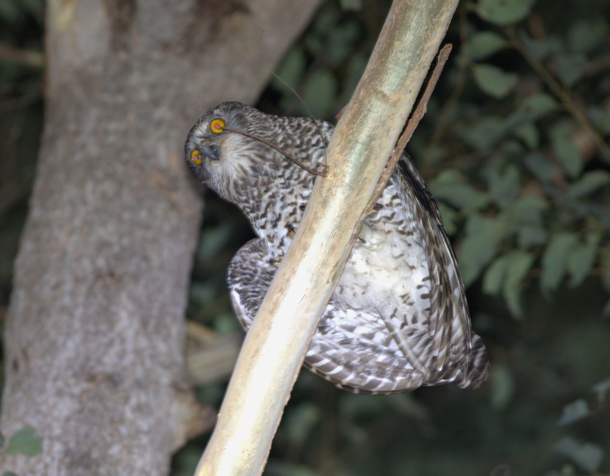 Powerful Owl - ML625861648