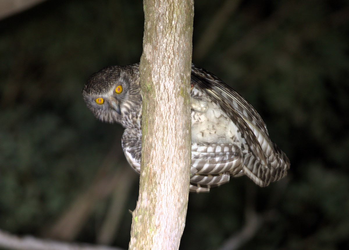 Powerful Owl - ML625861649