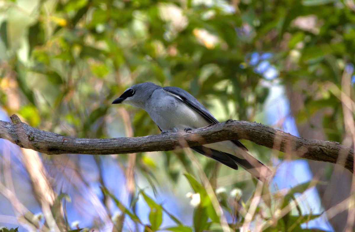 White-bellied Cuckooshrike - ML625861661