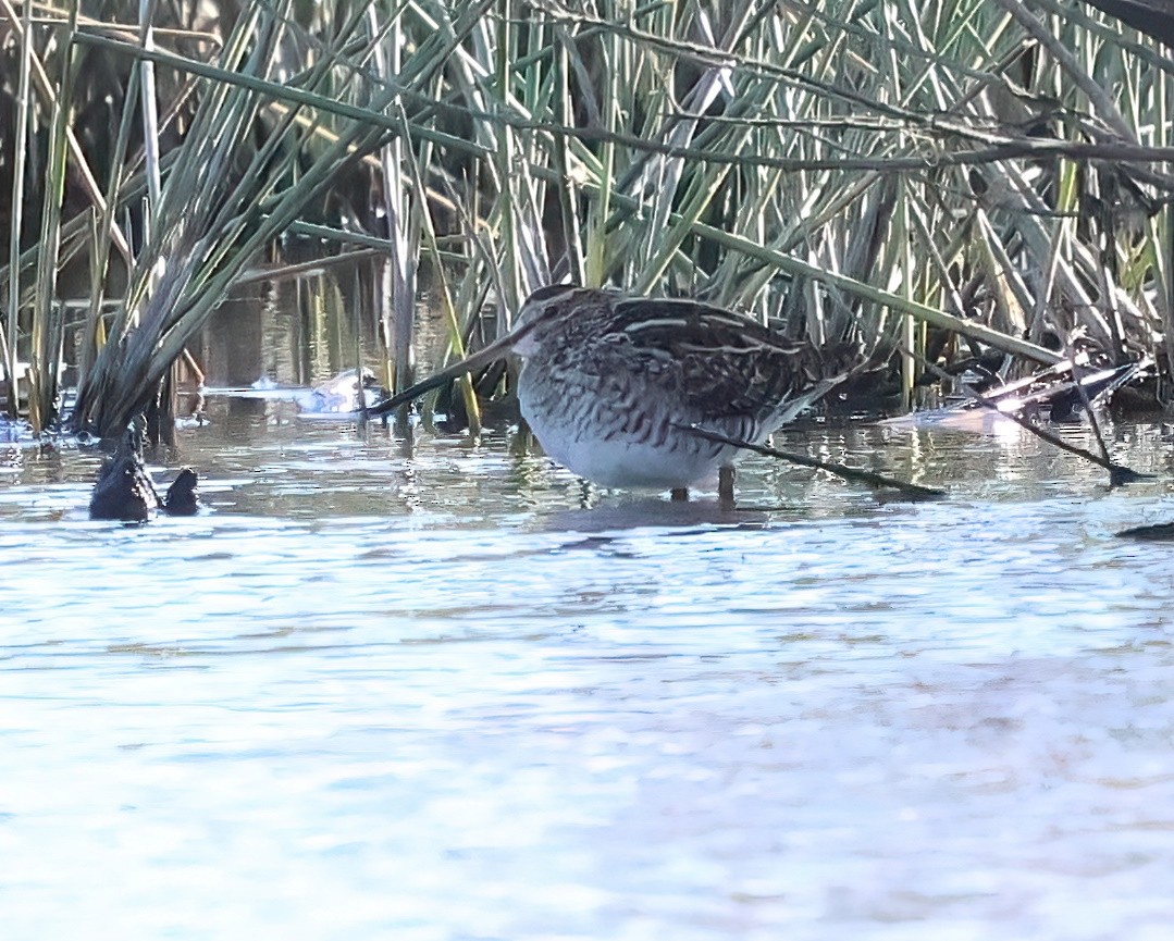 Wilson's Snipe - ML625861795