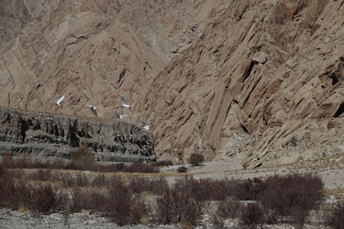 Silberreiher - ML625862077