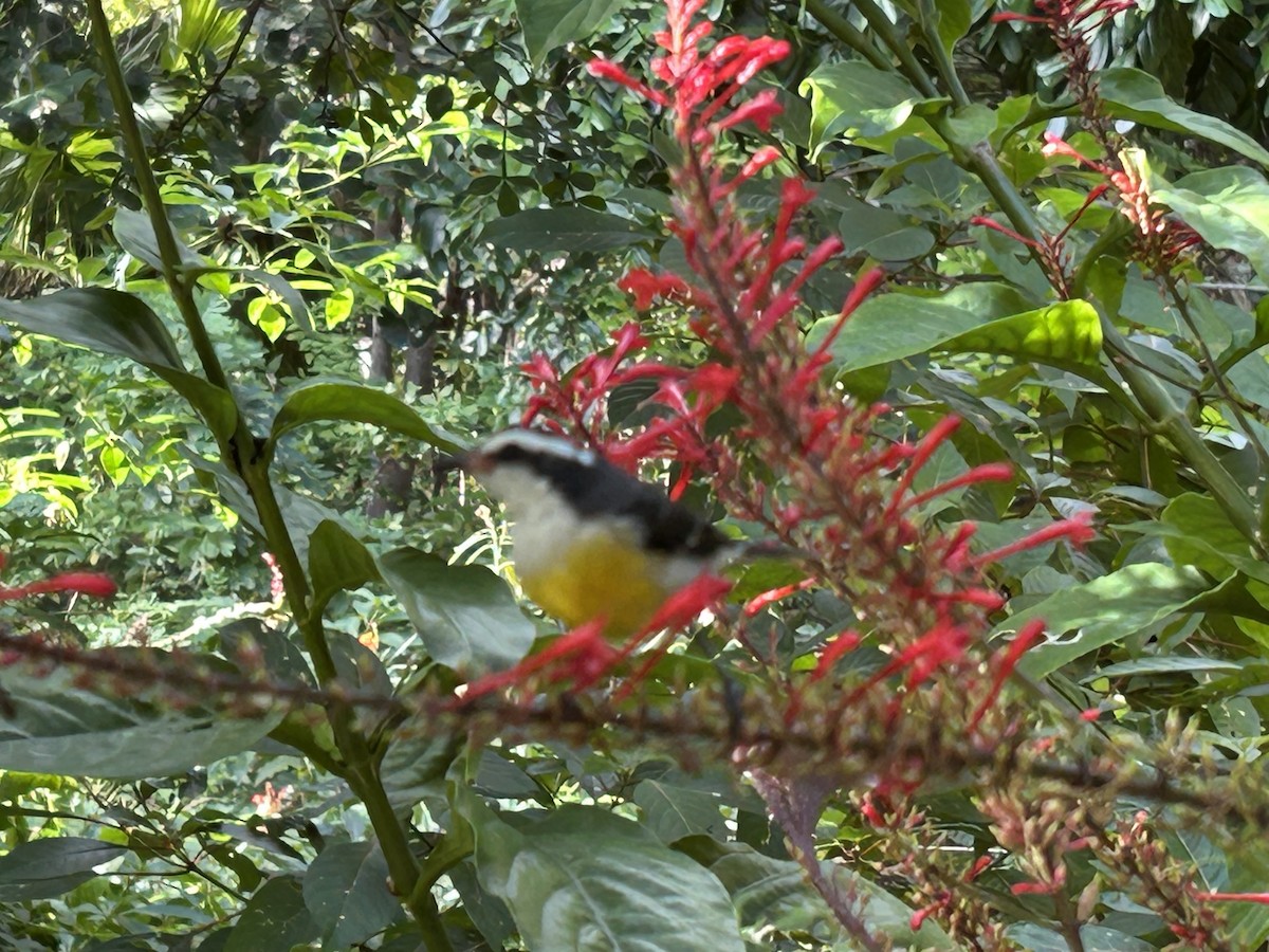 Bananaquit - ML625862232