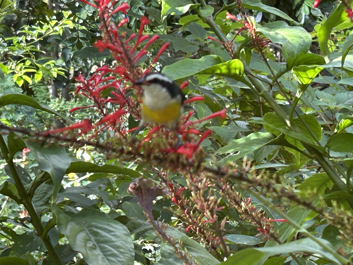 Bananaquit - ML625862234