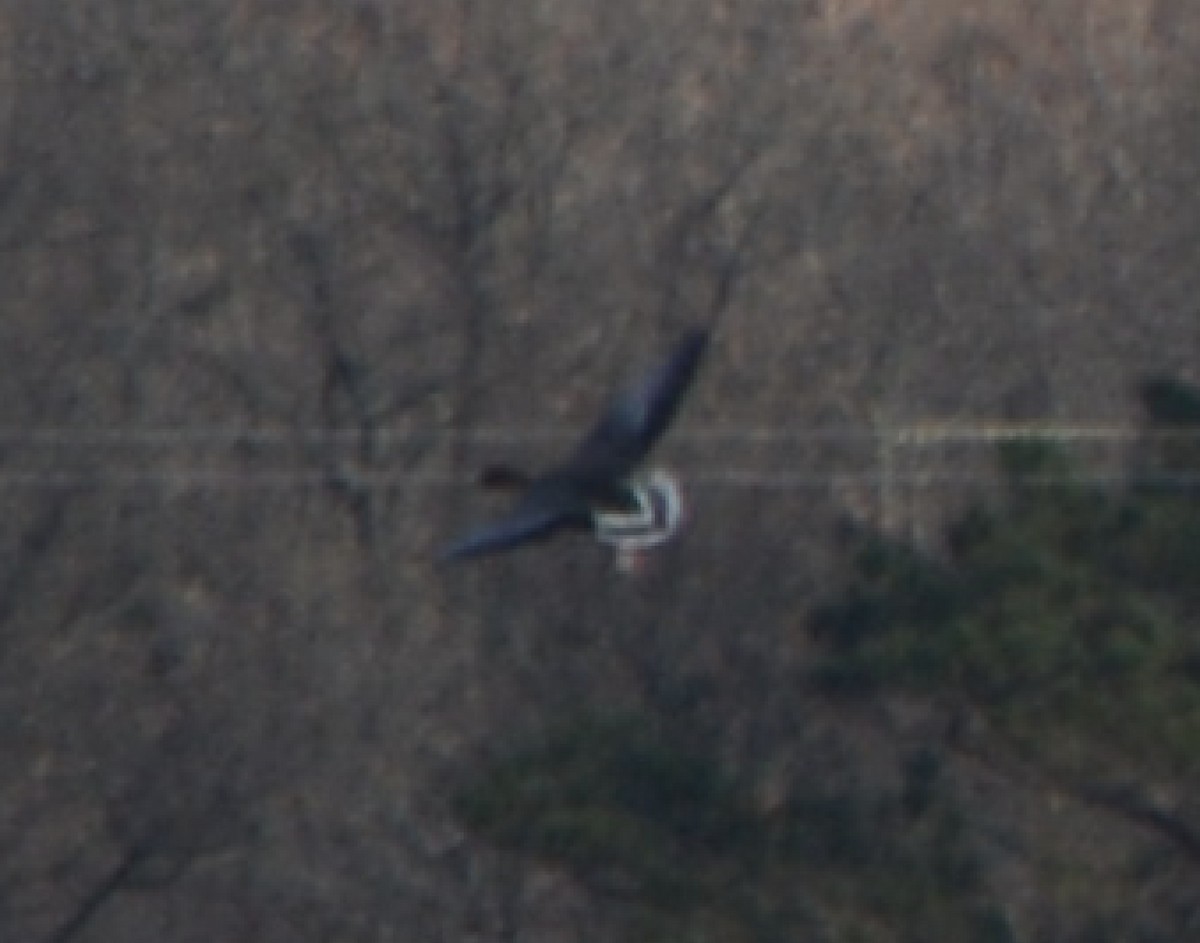 husa krátkozobá - ML625862248