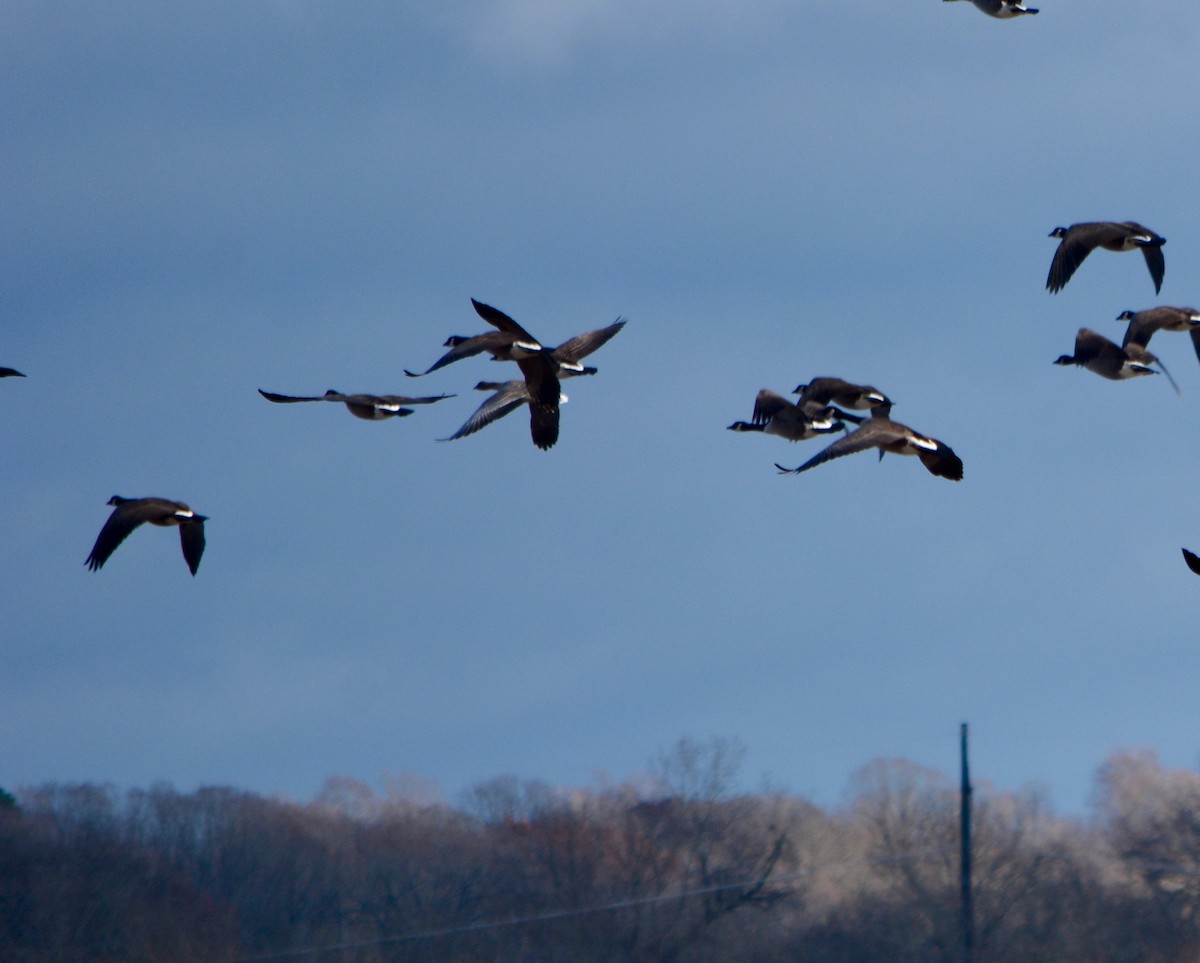 husa krátkozobá - ML625862259