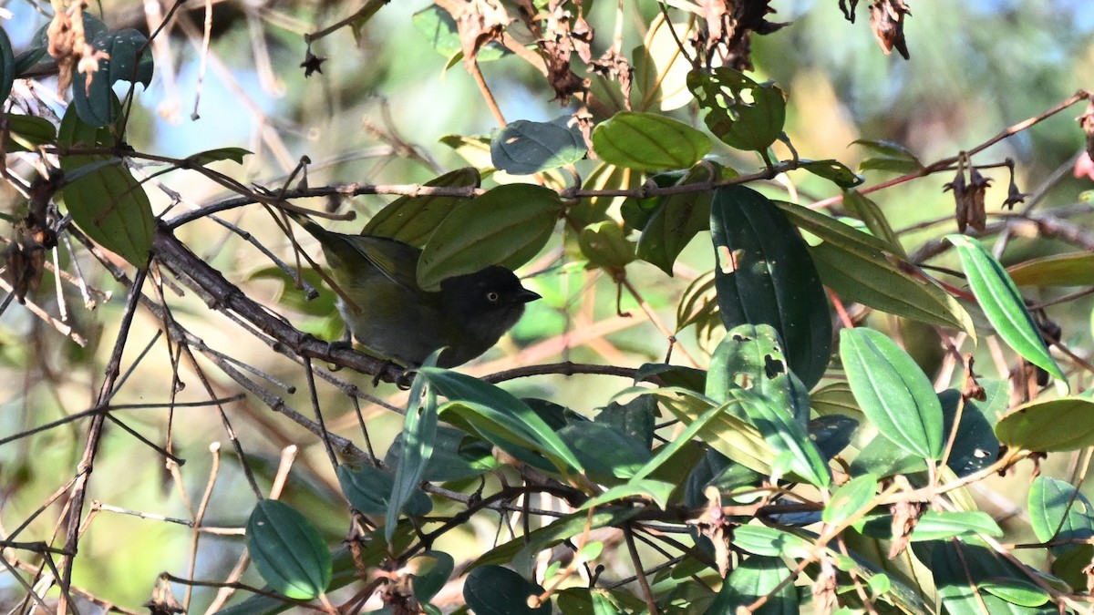 Dusky Chlorospingus - ML625862892