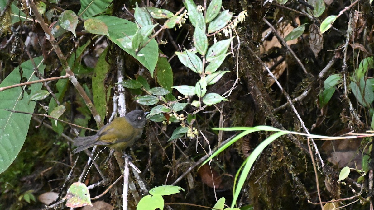 Dusky Chlorospingus - ML625862893