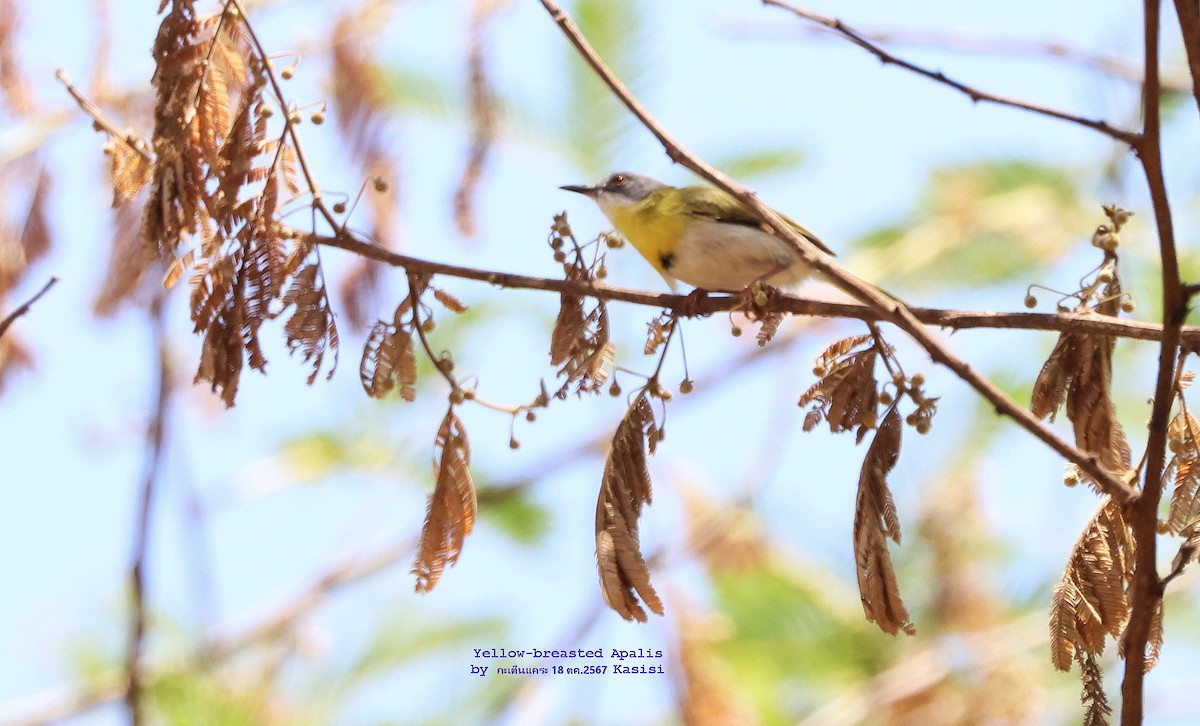 Apalis Pechigualdo - ML625862914