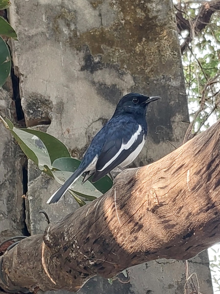Oriental Magpie-Robin - ML625862937