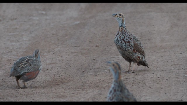 Shelley's Francolin - ML625863019