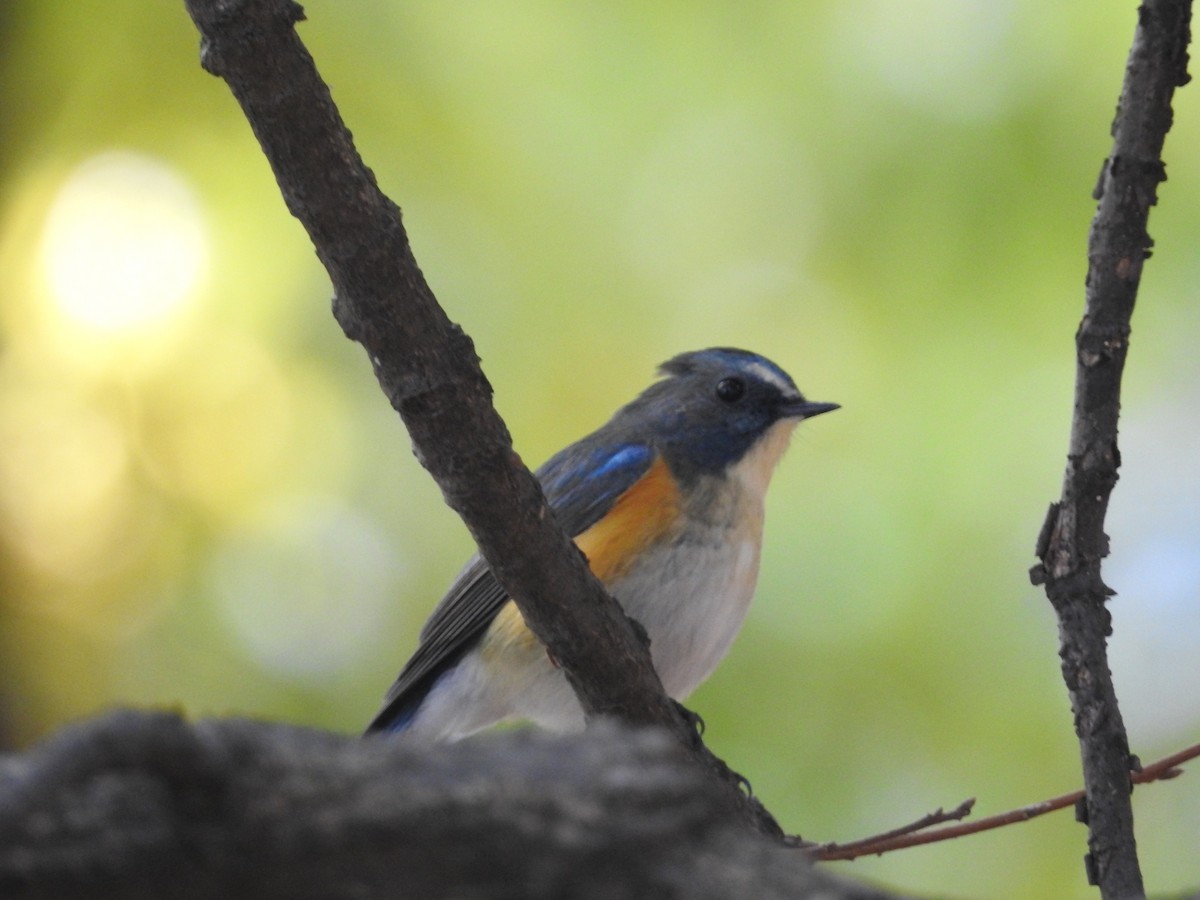 Red-flanked/Qilian Bluetail - ML625863128