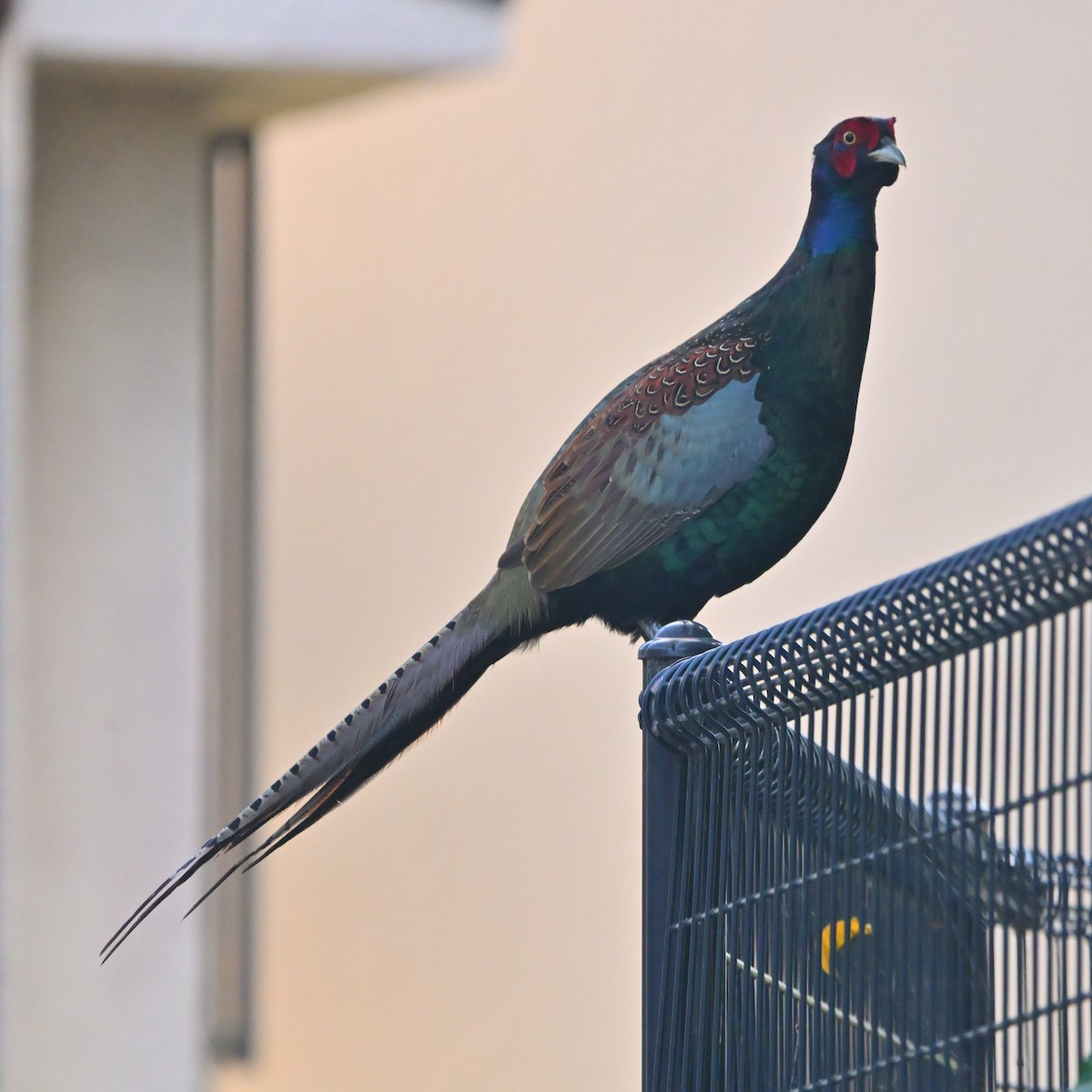 Green Pheasant - ML625863183