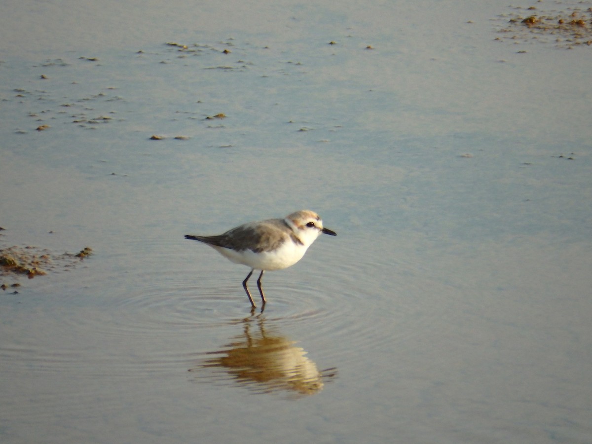 Seeregenpfeifer (alexandrinus/nihonensis) - ML625863186