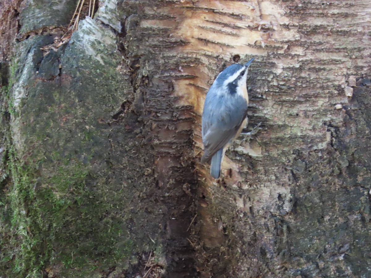 Red-breasted Nuthatch - ML625863363