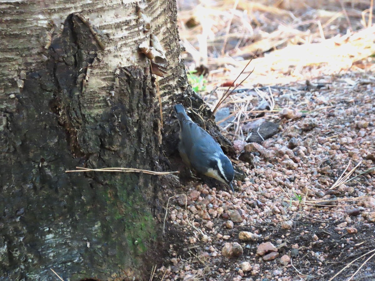 Red-breasted Nuthatch - ML625863365