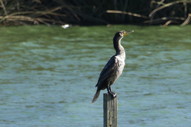 Double-crested Cormorant - ML625863389