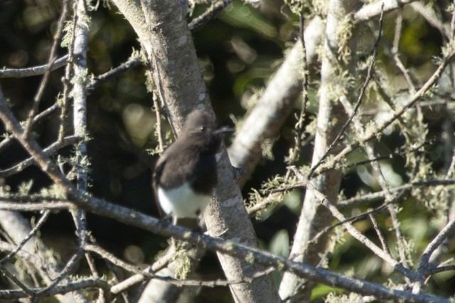 Black Phoebe - ML625863404