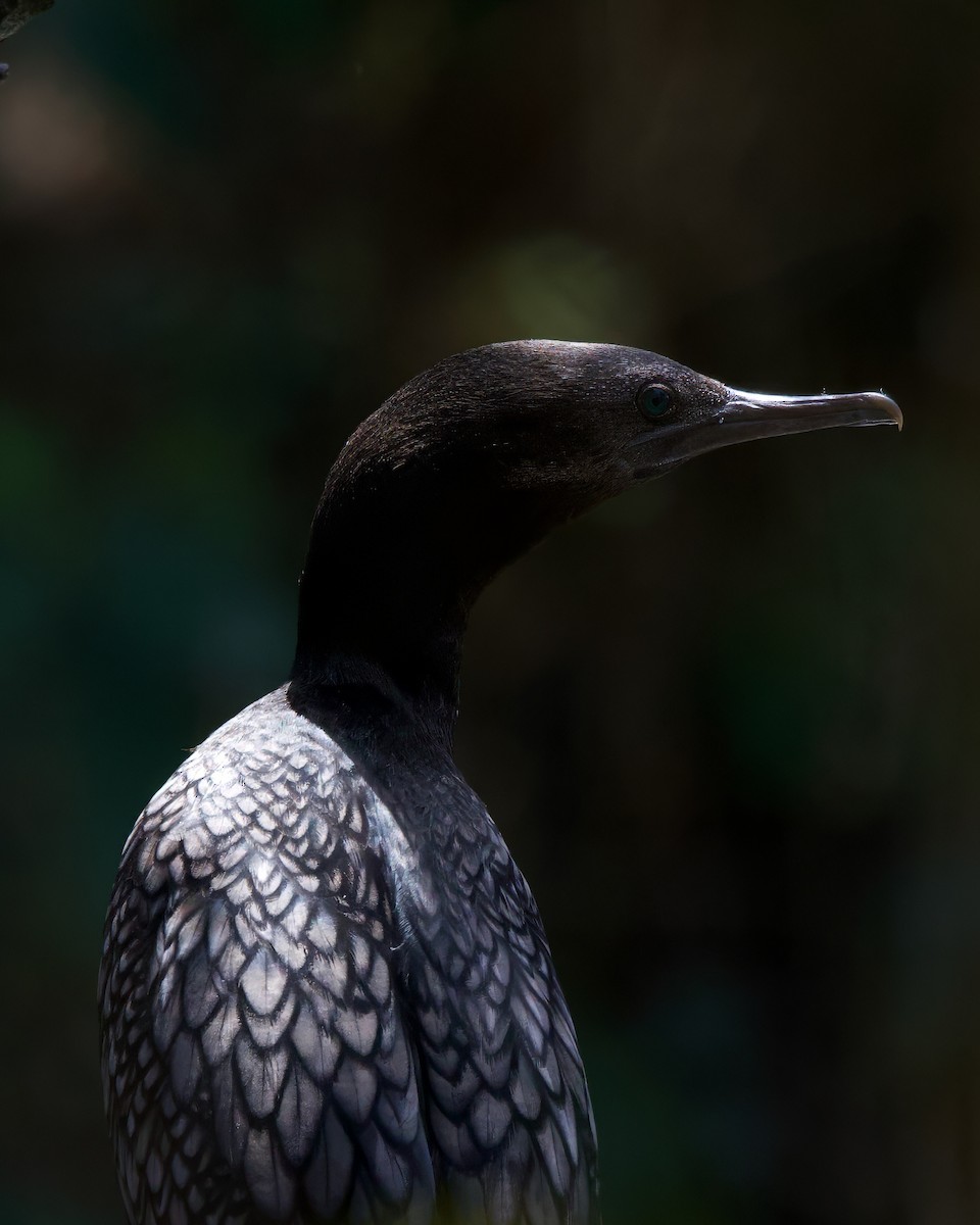 Little Black Cormorant - ML625863849