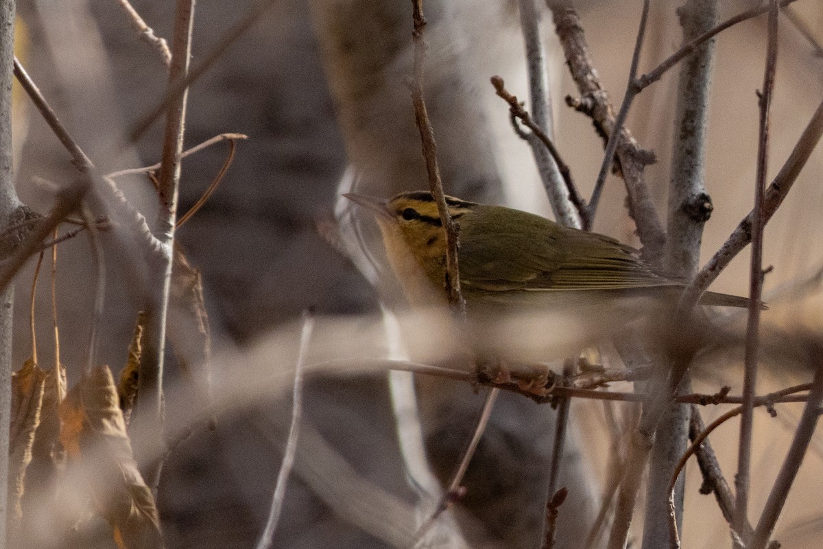 Worm-eating Warbler - ML625863850