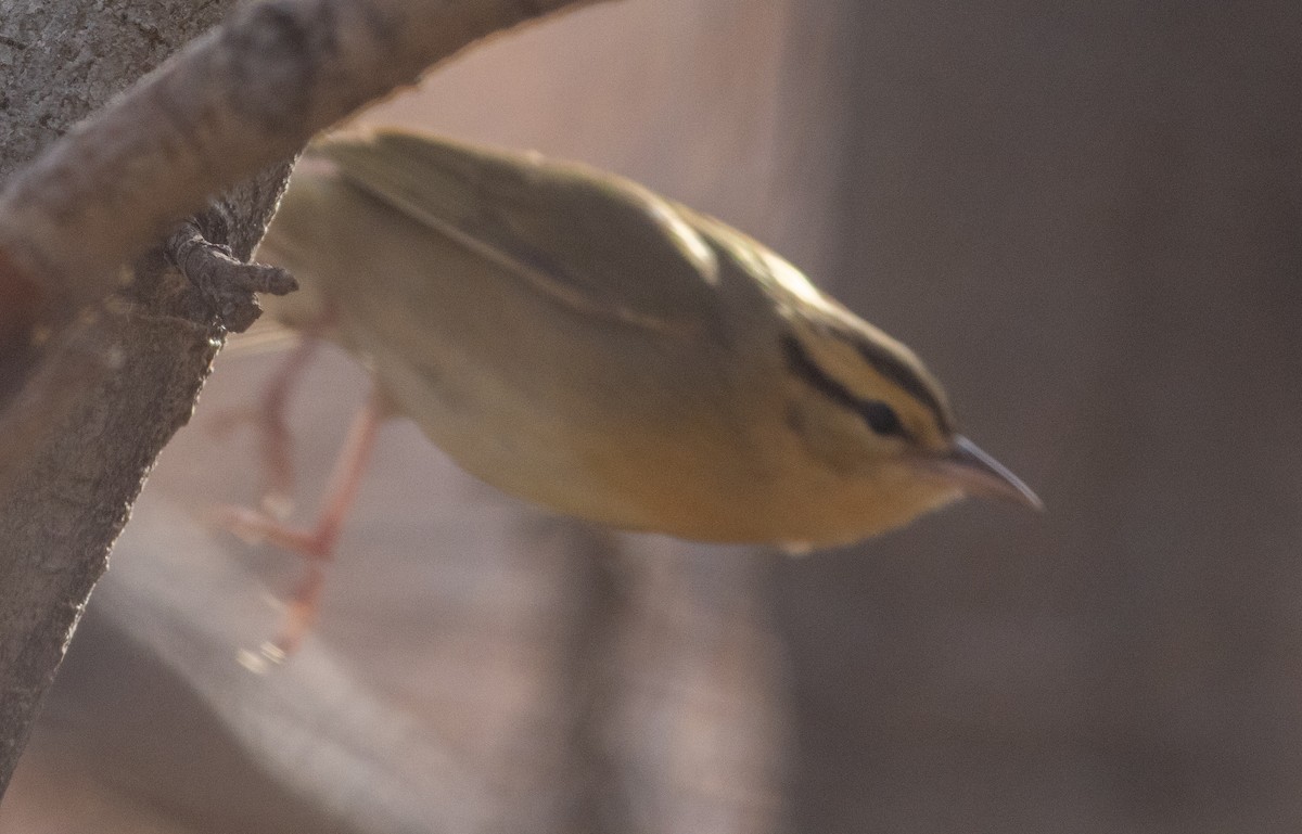 Worm-eating Warbler - ML625863851