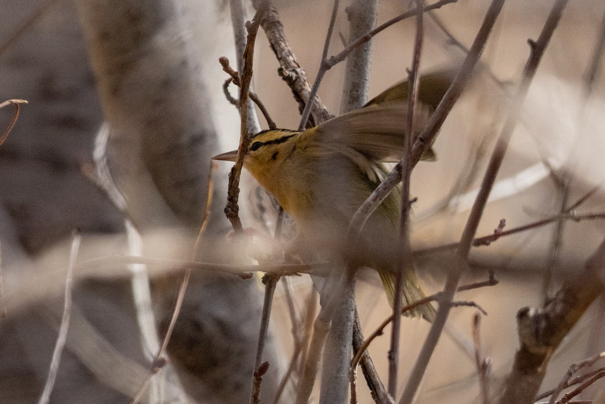 Worm-eating Warbler - ML625863852