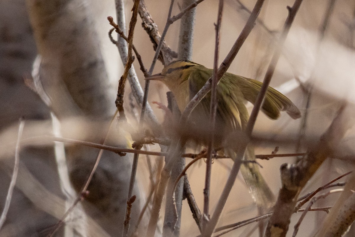 Worm-eating Warbler - ML625863853