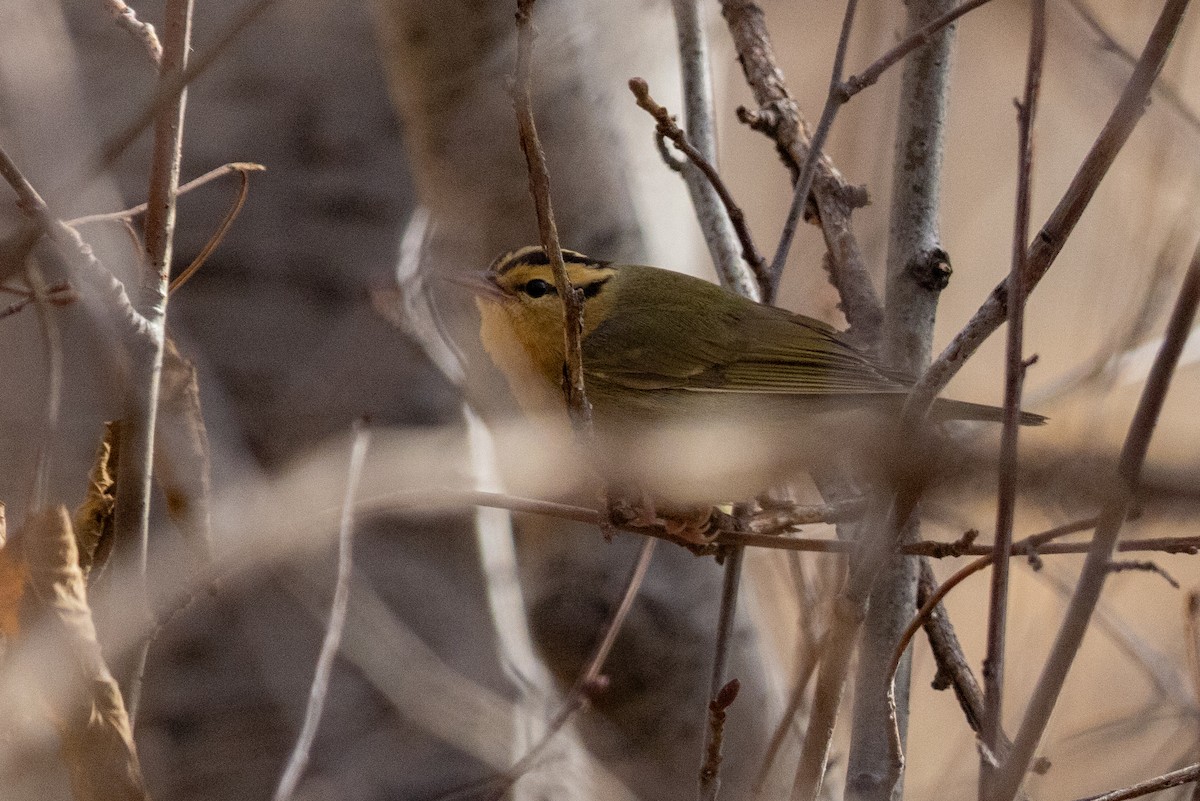 Worm-eating Warbler - ML625863854