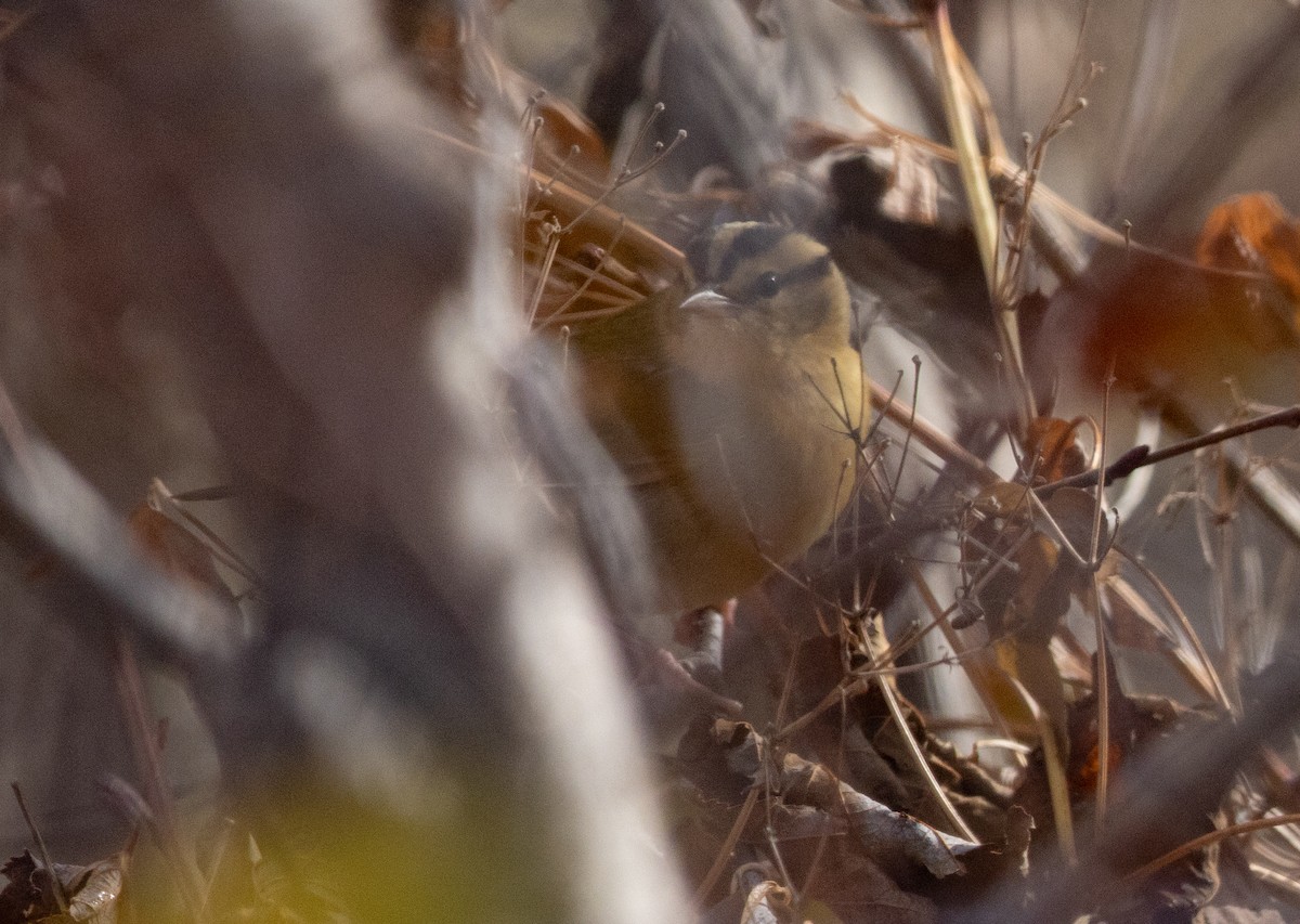 Worm-eating Warbler - ML625863855