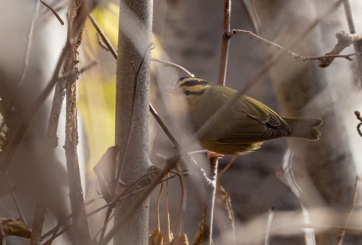 Worm-eating Warbler - ML625863856
