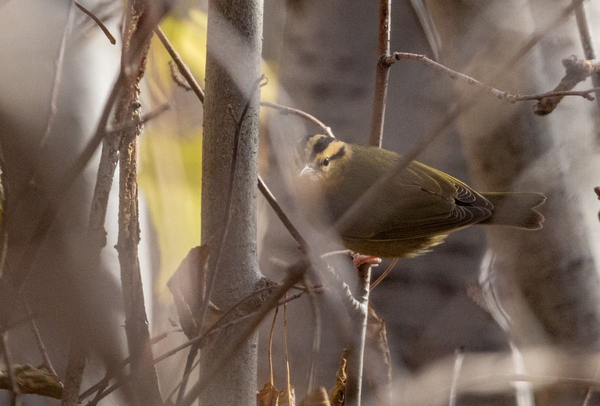 Worm-eating Warbler - ML625863857