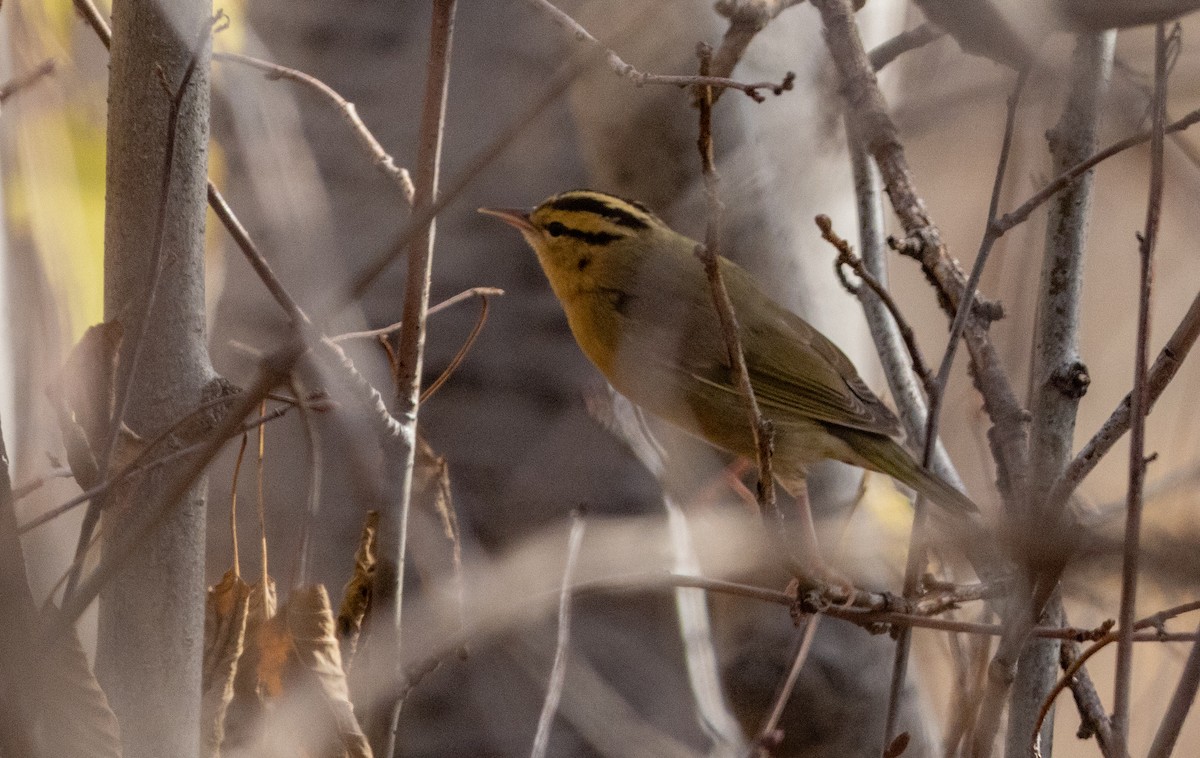 Worm-eating Warbler - ML625863858