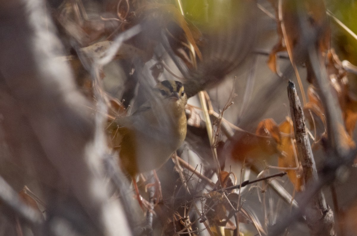 Worm-eating Warbler - ML625863859