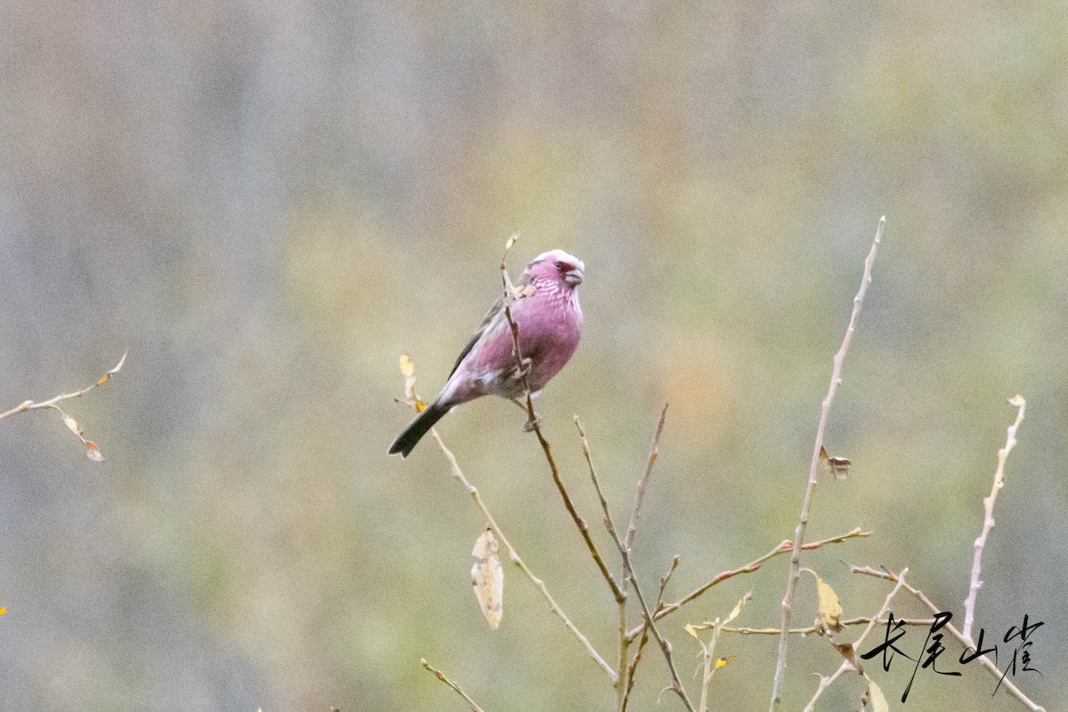 Chinese White-browed Rosefinch - ML625863913