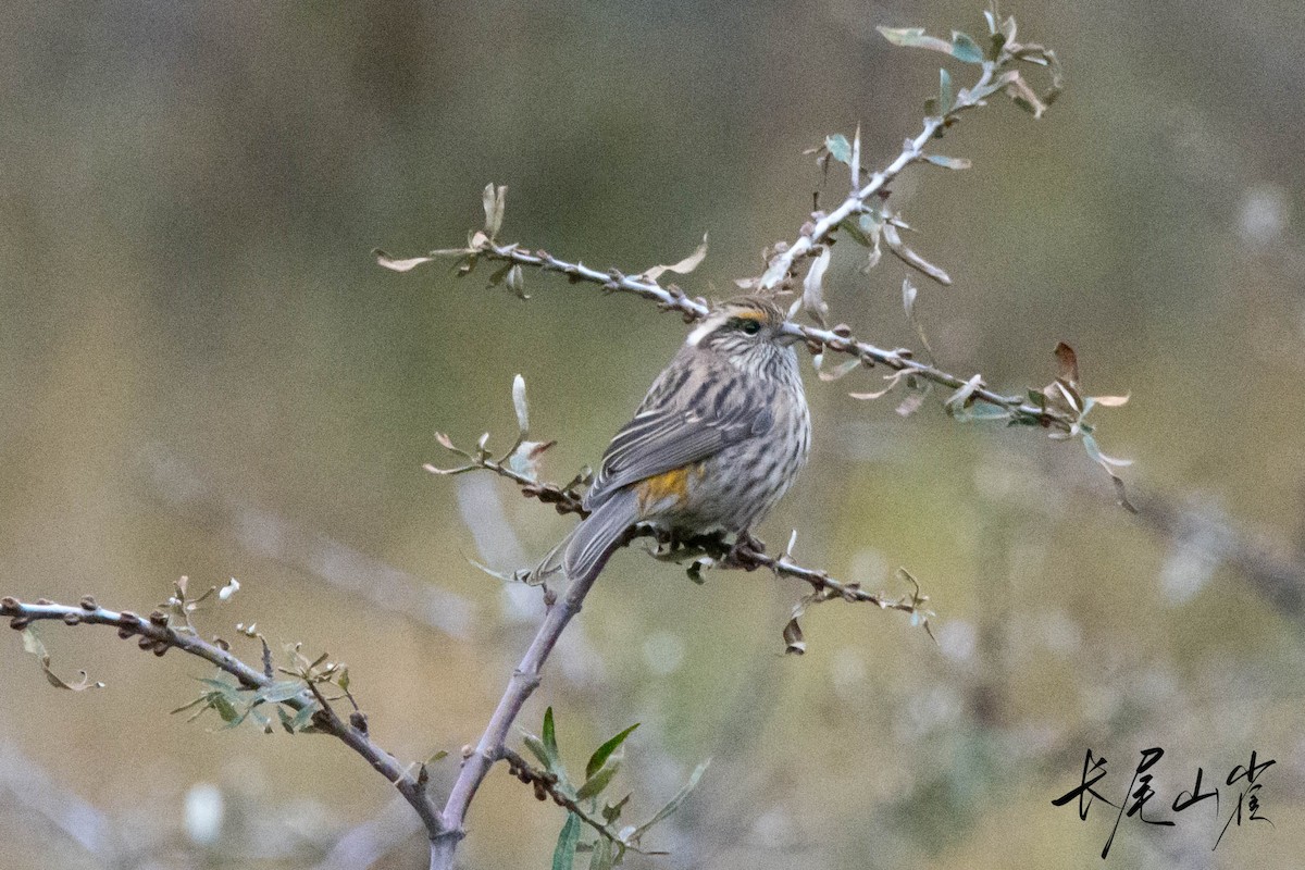 Chinese White-browed Rosefinch - ML625863914