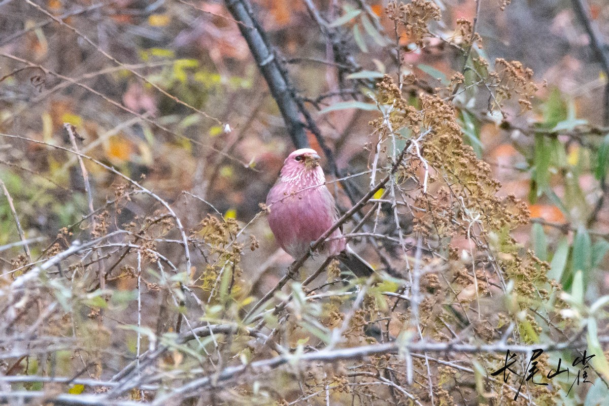 Chinese White-browed Rosefinch - ML625863915