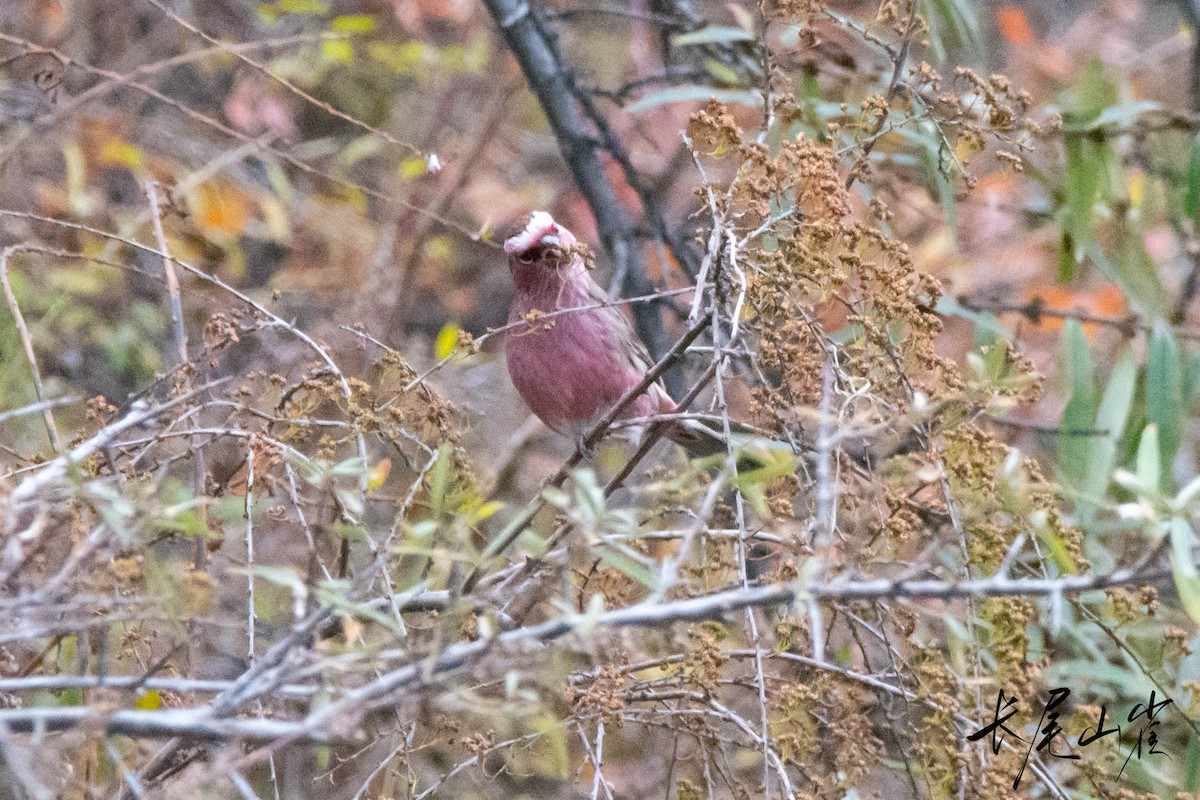 Chinese White-browed Rosefinch - ML625863916