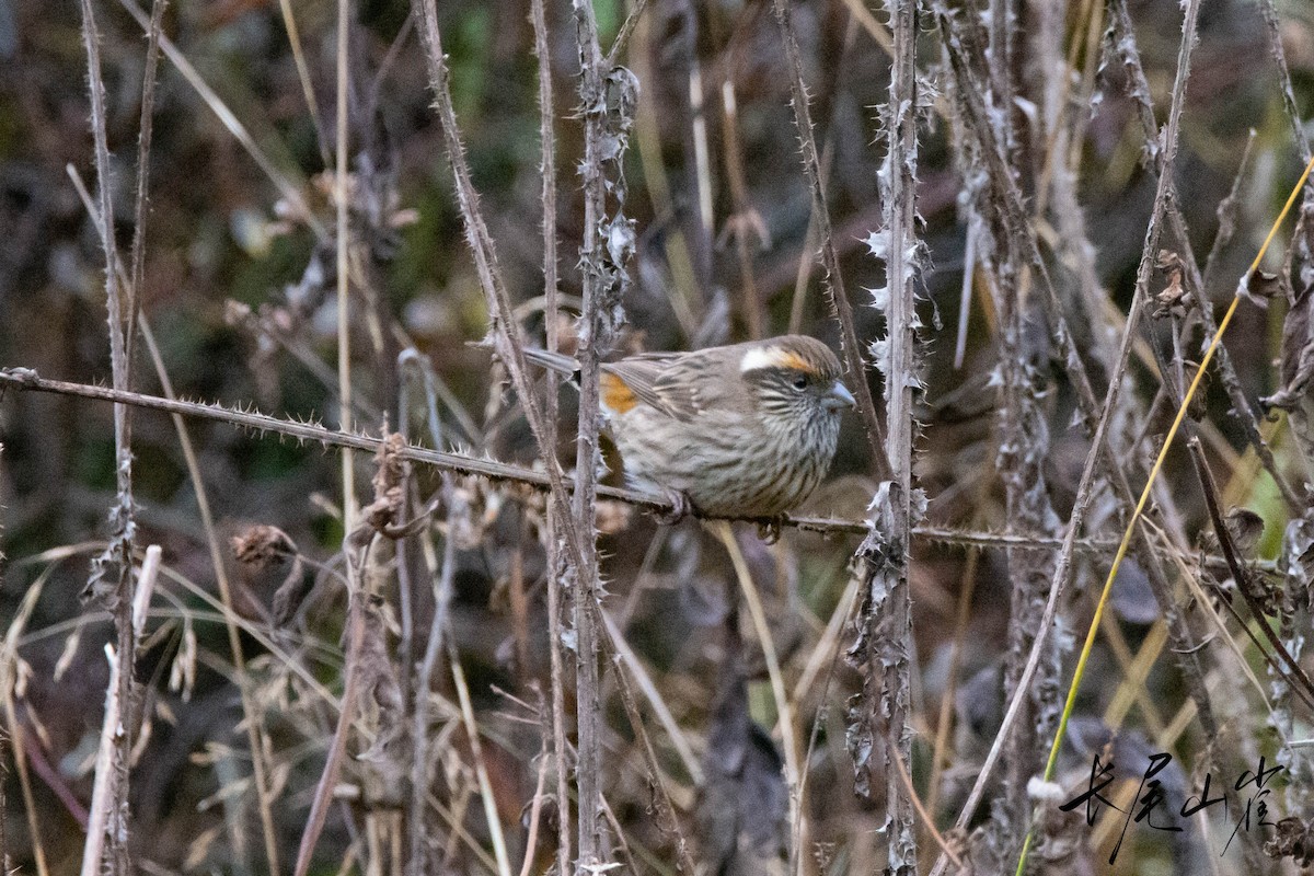 Chinese White-browed Rosefinch - ML625863917