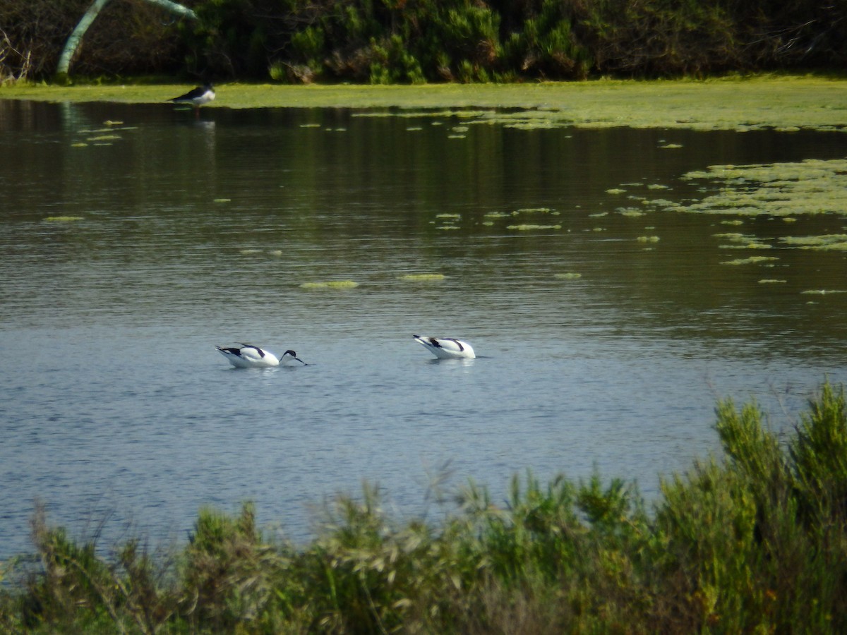 Avocette élégante - ML625863920