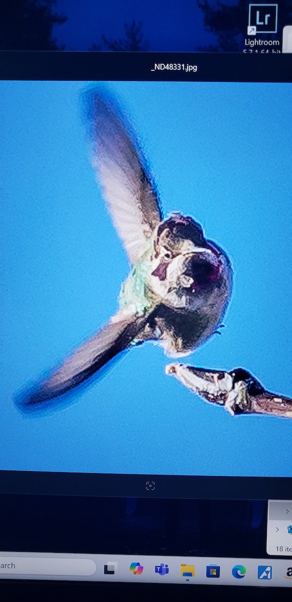 Anna's Hummingbird - ML625863938