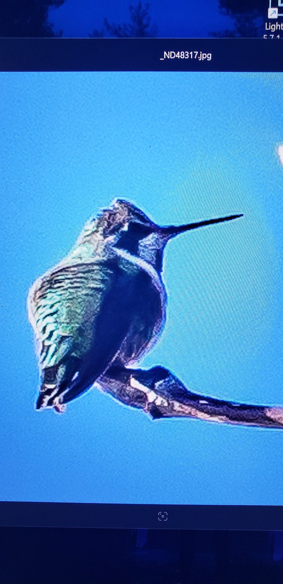 Anna's Hummingbird - ML625863945