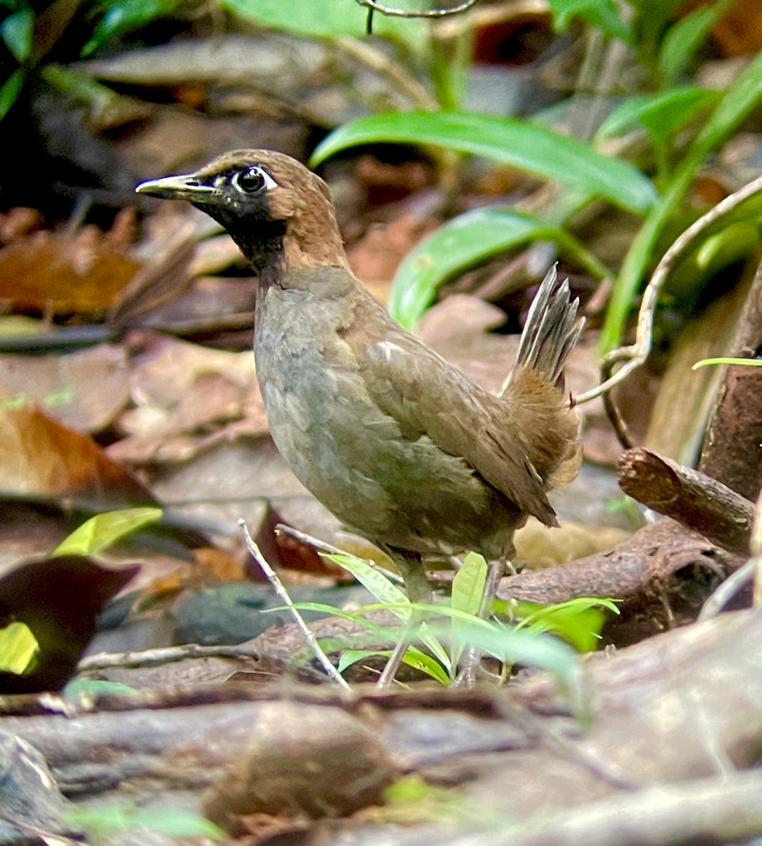 Black-faced Antthrush - ML625863959