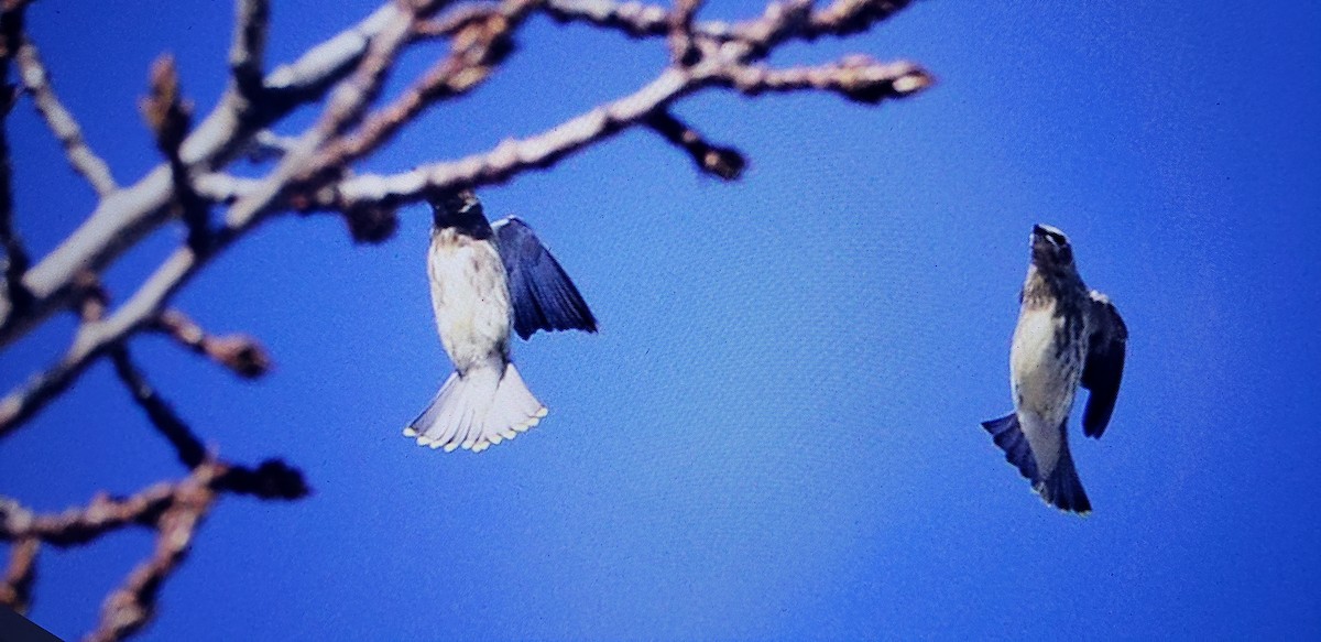 Cedar Waxwing - ML625863978