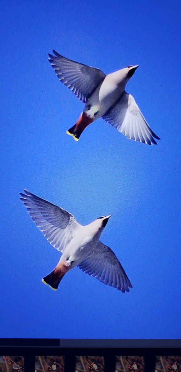 Bohemian Waxwing - ML625863985