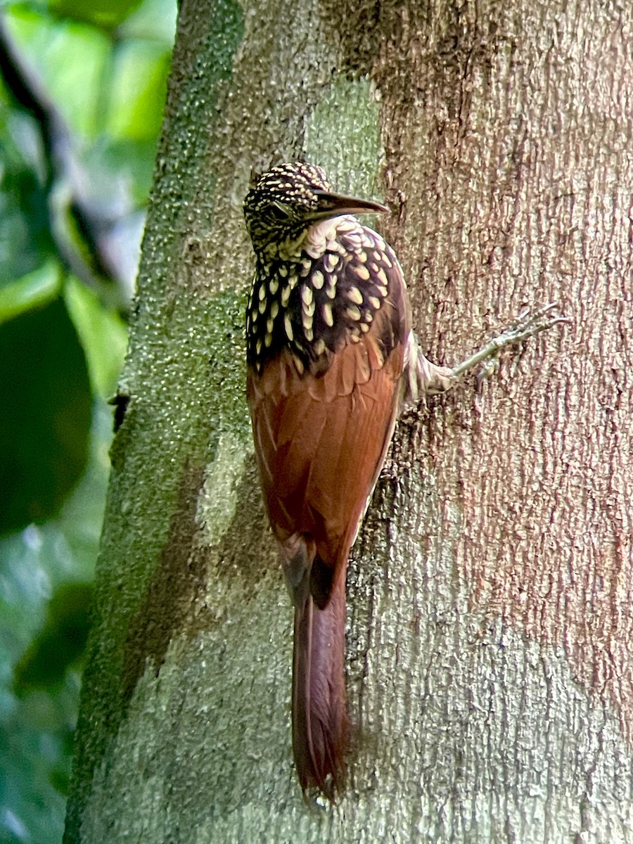 Black-striped Woodcreeper - ML625863994