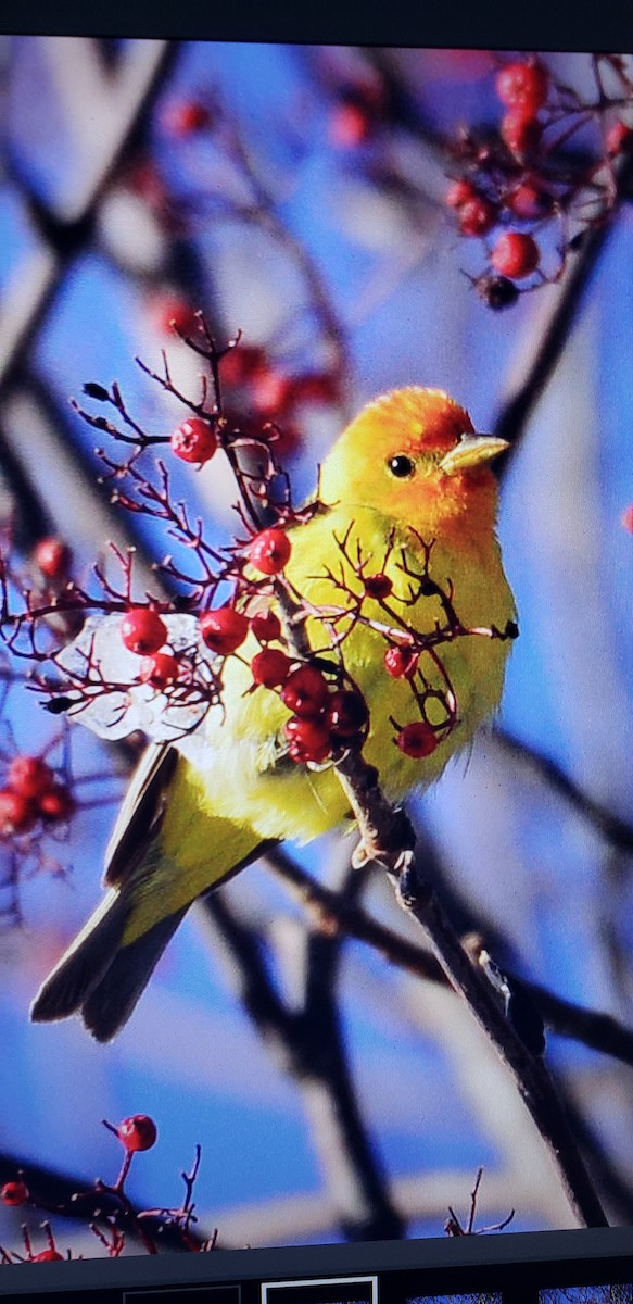 Western Tanager - ML625864003