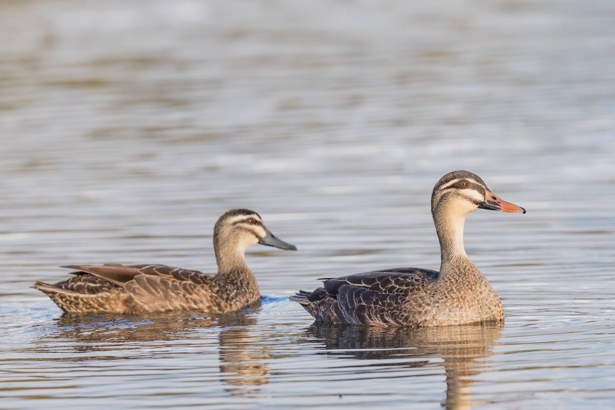 Mallard x Pacific Black Duck (hybrid) - ML625864224