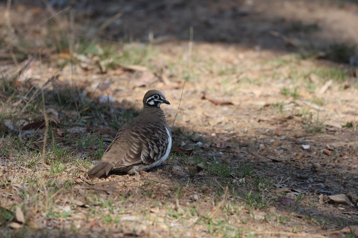 Squatter Pigeon - ML625864526